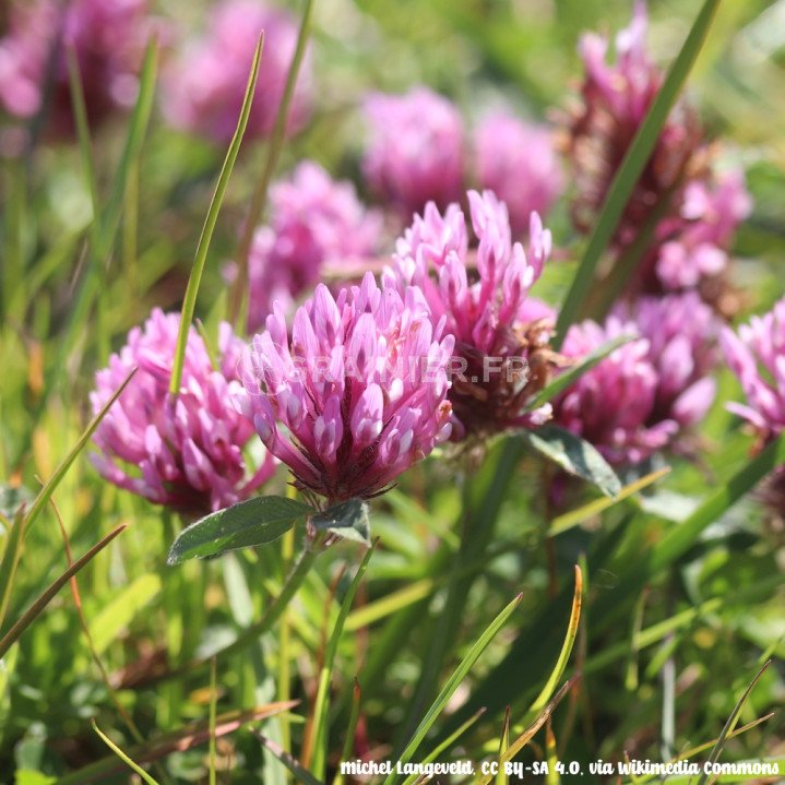 Trèfle violet, Trifolium pratense image